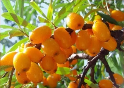 Приготування рослинних масел в домашніх умовах (масло обліпихи) Приготування рослинних масел в домашніх умовах