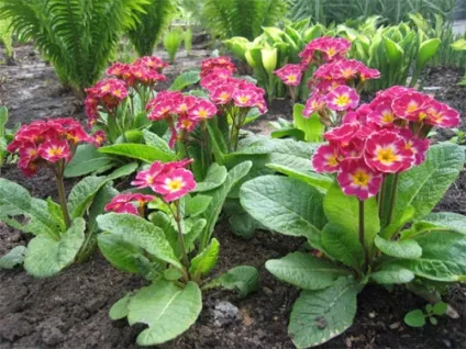 Примула садова вирощування і фото (примула) Примула садова вирощування і фото