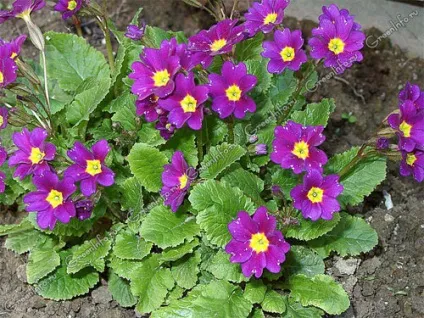 Примула садова вирощування і фото (примула) Примула садова вирощування і фото