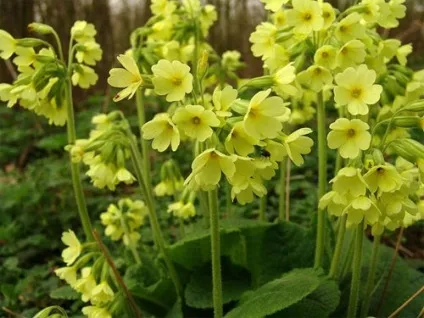 Примула садова вирощування і фото (примула) Примула садова вирощування і фото