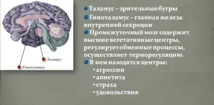 Проміжний мозок основні функції і будова (мозок) Проміжний мозок основні функції та будова