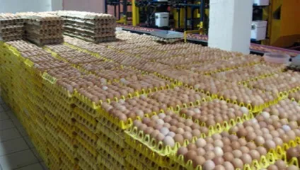 Птахофабрика бізнес, бізнес виробництво (птахофабрика) Птахофабрика бізнес, бізнес виробництво