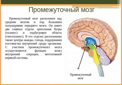 Проміжний мозок основні функції і будова (будова) Проміжний мозок основні функції та будова