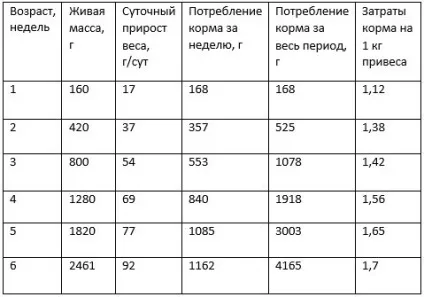 Птахівництво як бізнес на своїй птахофабриці (бізнес) Птахівництво як бізнес на своїй птахофабриці