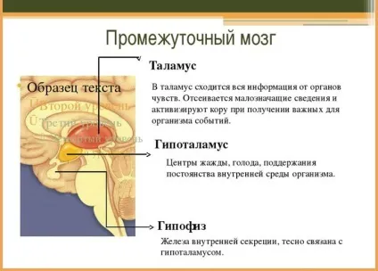 Проміжний мозок основні функції і будова (функції) Проміжний мозок основні функції та будова