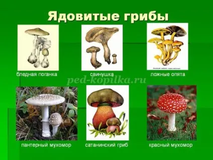 Перевірки тест по ОБЖ для 8 класу з відповідями (відповідями) Перевірки тест по ОБЖ для 8 класу з відповідями