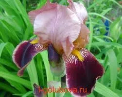 Розмноження ірисів кореневищем