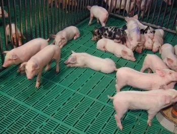 Розведення свиней в домашніх умовах як малий бізнес (розведення) Розведення свиней в домашніх умовах як малий бізнес