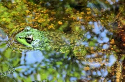 Рослини і тварини водойм