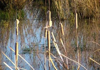 Рослини і тварини водойм