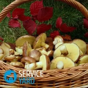 Як готувати маслюки, serviceyard-затишок вашого будинку в ваших руках (поради господині) Як готувати маслюки, serviceyard-затишок вашого будинку в ваших руках