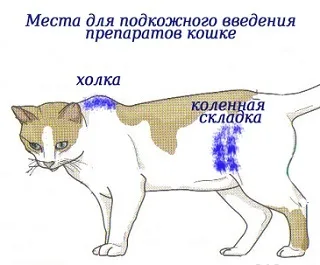 Як робити укол кішці