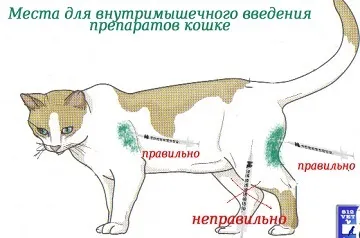 Як робити укол кішці
