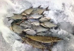 рибальська гірлянда