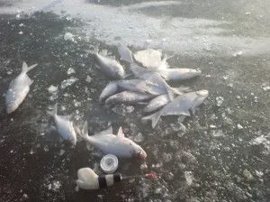 рибальська гірлянда