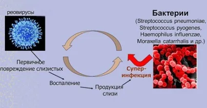 Реовирусной інфекція у дітей симптоми, лікування, профілактика, причини захворювання (дітей) Реовирусной інфекція у дітей симптоми, лікування, профілактика, причини захворювання
