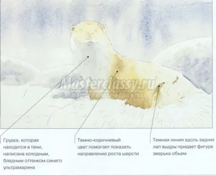 Малюємо аквареллю видру