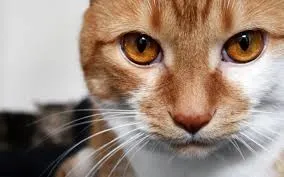 Руді очі у кота, що означає, рудий кіт (руді) Руді очі у кота, що означає, рудий кіт