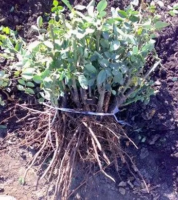 Троянди посадка і догляд в перший і наступні роки (садові троянди посадка розмноження вирощування і догляд в саду) Троянди посадка і догляд в перший і наступні роки
