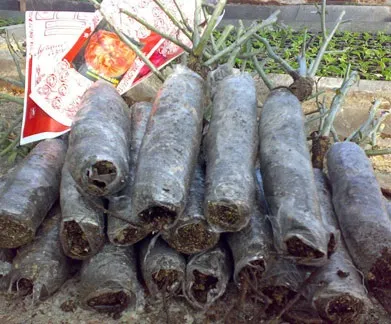 Троянди посадка і догляд в перший і наступні роки (садові троянди посадка розмноження вирощування і догляд в саду) Троянди посадка і догляд в перший і наступні роки