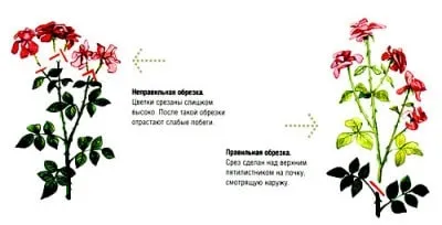 Троянди посадка і догляд в перший і наступні роки (троянди) Троянди посадка і догляд в перший і наступні роки