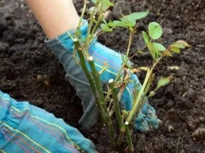 Троянди посадка і догляд в перший і наступні роки (відкритою кореневою системою) Троянди посадка і догляд в перший і наступні роки