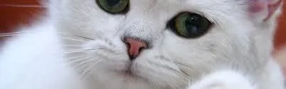Руді очі у кота, що означає, рудий кіт (рудий кіт прикмета щастя) Руді очі у кота, що означає, рудий кіт