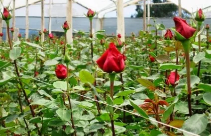 Троянди в теплиці вирощування своїми руками на продаж і для задоволення (троянди в теплиці вирощування як вирощувати) Троянди в теплиці вирощування своїми руками на продаж і для задоволення