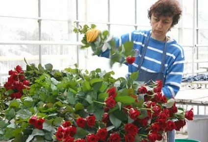 Троянди в теплиці вирощування своїми руками на продаж і для задоволення (своїми) Троянди в теплиці вирощування своїми руками на продаж і для задоволення