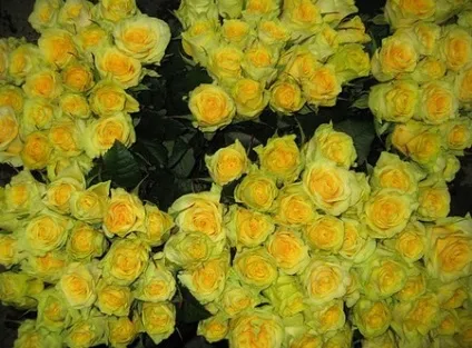 Троянди в теплиці вирощування своїми руками на продаж і для задоволення (своїми) Троянди в теплиці вирощування своїми руками на продаж і для задоволення