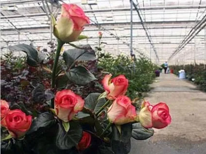 Троянди в теплиці вирощування своїми руками на продаж і для задоволення (своїми) Троянди в теплиці вирощування своїми руками на продаж і для задоволення