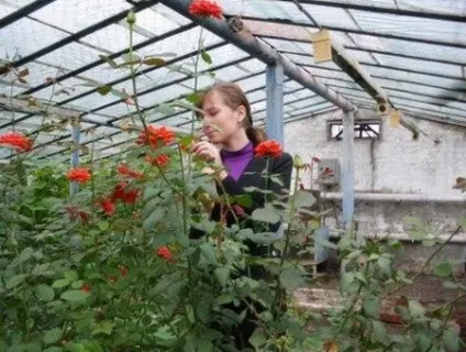 Троянди в теплиці вирощування своїми руками на продаж і для задоволення (троянди) Троянди в теплиці вирощування своїми руками на продаж і для задоволення