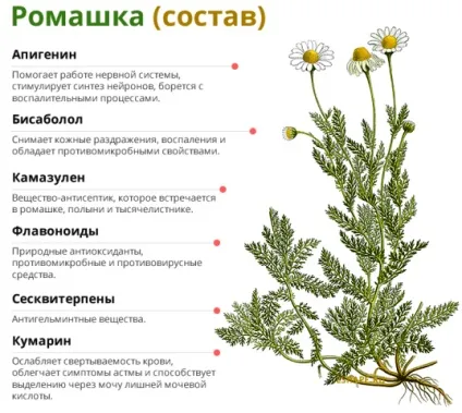 Ромашка при місячних чи ефективна при затримці, викликає місячні, як готувати відвар, настій, (ефективна) Ромашка при місячних чи ефективна при затримці, викликає місячні, як готувати відвар, настій,
