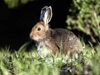Саморобні іграшки для кролика, картонні рулони норки будиночки для кролика своїми руками, (рулони) Саморобні іграшки для кролика, картонні рулони норки будиночки для кролика своїми руками,