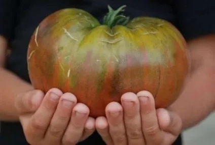 Найсолодші продукти в світі (солодкість) Найсолодші продукти в світі