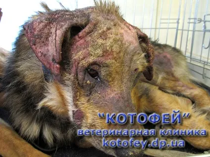 Саркоптоз і демодекоз (підшкірний кліщ) (саркоптоз) Саркоптоз і демодекоз (підшкірний кліщ)