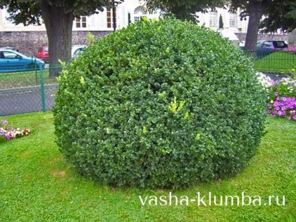 Самшит в домашніх умовах