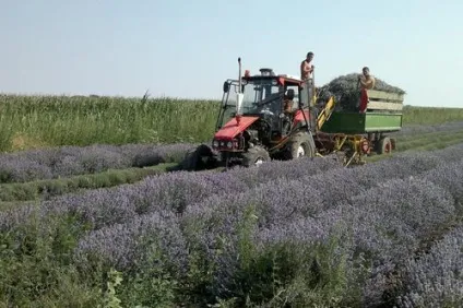 Сільське господарство масничний культура (Масляний) Сільське господарство масничний культура