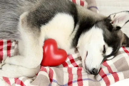 Серцевий кашель у собак все про причини, ознаки та способи лікування (ознаки) Серцевий кашель у собак все про причини, ознаки та способи лікування