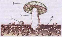 шапинкових грибів