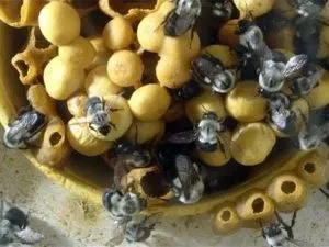 Джмелині мед вся правда про продукт (джмелині) Джмелині мед вся правда про продукт