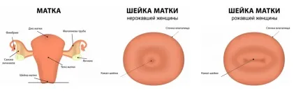 Шийка матки