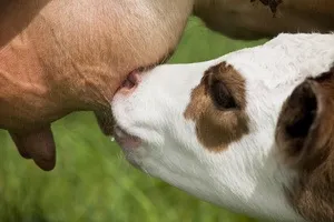 Скільки сосків у корови, особливості вимені і інші нюанси будови тіла корови (особливості) Скільки сосків у корови, особливості вимені і інші нюанси будови тіла корови
