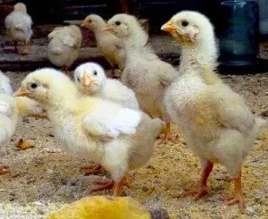 Скільки потрібно комбікорми для одного бройлера (скільки) Скільки потрібно комбікорми для одного бройлера