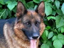 Зміст і догляд за домашніми собаками (догляд) Зміст і догляд за домашніми собаками