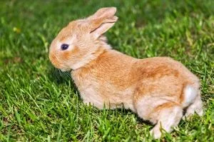 Зміст домашніх кроликів і догляд за ними, ветпрактики (дикій природі кролики) Зміст домашніх кроликів і догляд за ними, ветпрактики