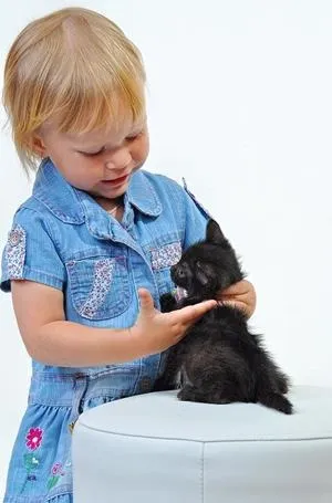 Сонник кошеня на руках