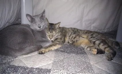 Зігріваємося по-японськи з теплим столом котацу (котацу) Зігріваємося по-японськи з теплим столом котацу