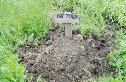 Собачі справи, дієслово