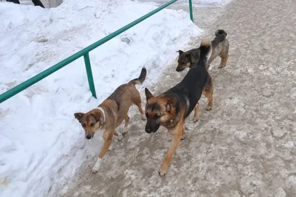Собака буває кусючою що робити іжевчанам при нападі собак - новини Хмельніцкійа і Удмуртії, (коли) Собака буває кусючою що робити іжевчанам при нападі собак - новини Хмельніцкійа і Удмуртії,